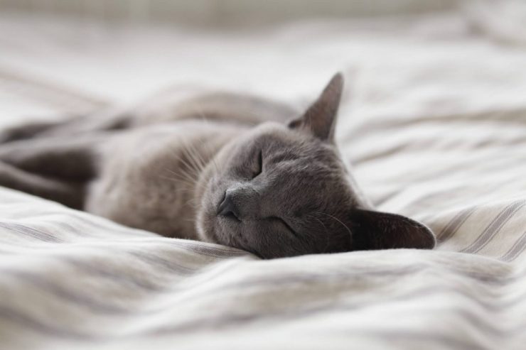 Cosy sleeping cat on blanket 1920