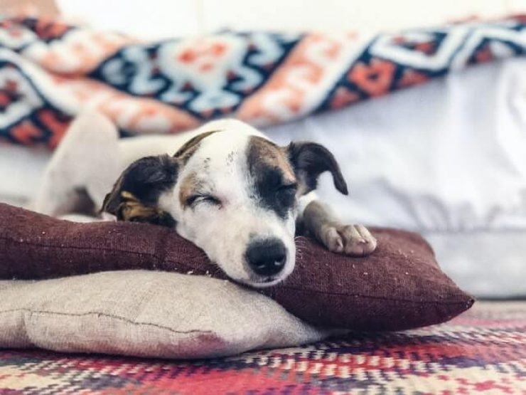 Dog asleep laying on cushions surrounded by blankets 640